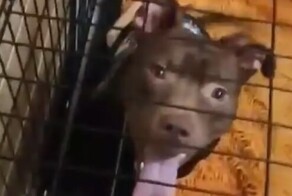 Пытались убить: в Братске местные жители ополчились на хозяйку питбуля, который покусал соседку