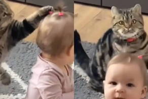 «Какие странные ушки»: умилительная игра котика с маленькой девочкой