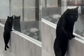 Эволюция котов уже началась