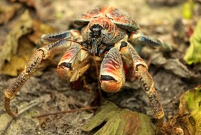 Пальмовые воры: грозные и удивительные