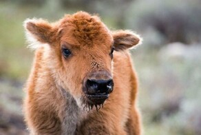 В Таиланде родился странный теленок с "человеческой" головой