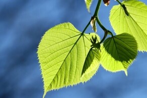 Ботанический тест для тех, кто хорошо разбирается в листьях растений