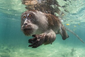Победители конкурса подводной фотографии Ocean Art Contest 2023