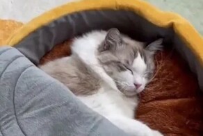Лежанка для котов в виде консервной банки