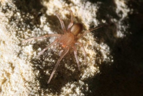 Паук остановил большую стройку стоимостью в 15 миллионов долларов (3 фото)