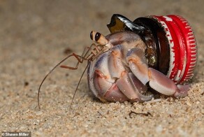 Раки-отшельники всё чаще используют мусор в качестве "домика"