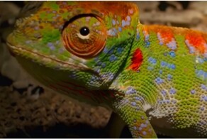 Светлая грусть: яркая смерть самки хамелеона