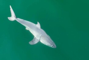 Первые в истории кадры новорождённого детёныша большой белой акулы