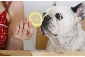Реакция собак на лимон