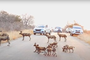 Гиеновые собаки стали причиной затора на дороге