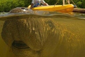 Зверушки, испортившие кадр