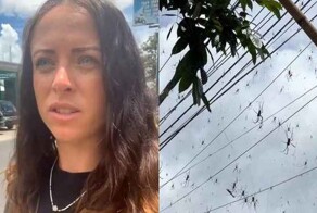 Арахнофобов просим удалиться от экранов: на Бали нашествие огромных пауков