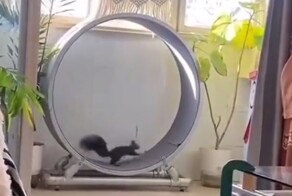 Белка не поняла, как пользоваться беговым колесом