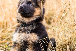 Краткая памятка начинающему собаководу