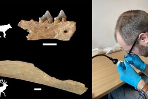 В Германии нашли кости животных, съеденных человеком 45 000 лет назад
