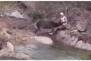 Телеведущий чудом остался жив после нападение оленя