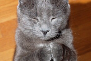 Просите и получите: проверенное жизненное руководство от котиков