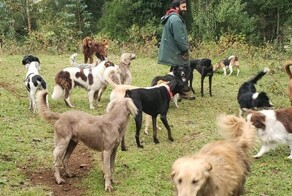 Семья с 30 животными нашла дом благодаря соцсетям