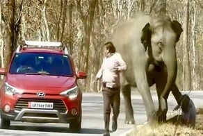 Слон догнал и чудом не растоптал нерасторопного туриста