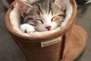 Этот неожиданный коварный сон