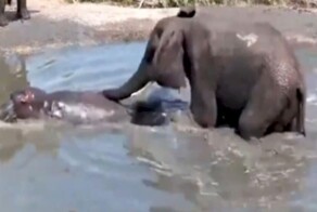 Слон очистил водоём от бегемотов
