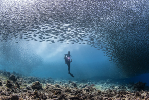 Великая миграция сардин: это эпическое явление видно из космоса