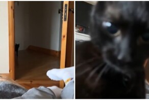 Внезапное нападение кота на хозяина