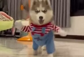 Потешный собачий костюм