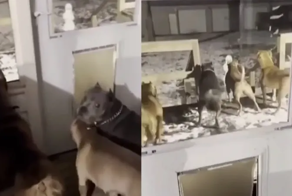 «Ледяной монстр!»: смешная реакция псов на снеговика