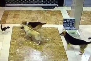 Кошка спасла своего котёнка от своры бездомных собак