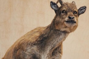 Балеарский козёл – странное вымершее животное с далёких островов
