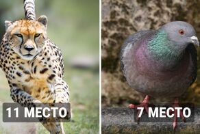 20 самых быстрых в мире животных, которые легко ускользнут от любого преследования