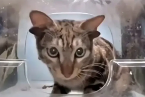 В китайском приложении, где можно кормить котов, новая звезда — кот-Лунтик