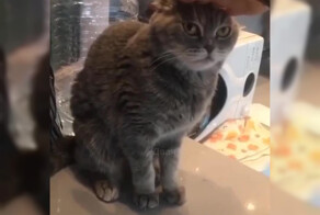 "Блокировка сигнала": как успокоить злую кошку