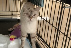 20 счастливых питомцев, у которых теперь есть дом