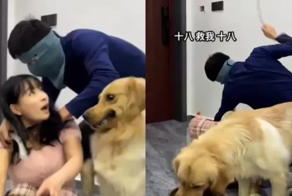 Расставил приоритеты:   реакция собаки на инсценировку нападения