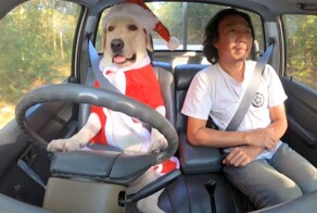 В сети завирусились милые путешествия таиландца в компании его пёселей