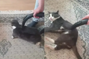 Хозяин пылесосит своего кота