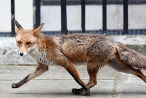 Нашествие лис в Лондоне