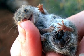 Милый хищник нинго