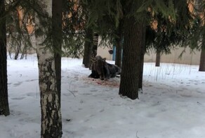 Она себя убьёт: что ждёт лосиху из Ленинградской области, которую сбила машина?