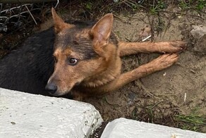 Парень прыгнул в реку, чтобы спасти собаку — но спасать пришлось его