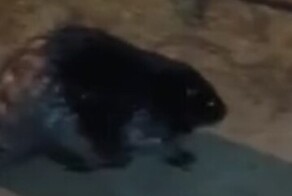 Пользователи сети нашли мемное место, где поляк встретил бобра