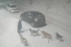 Стая бродячих псов напала на маленькую девочку