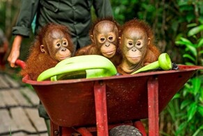 Милота дня: как живут орангутаны-сироты в заповеднике