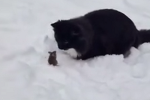 Липецкие Том и Джерри