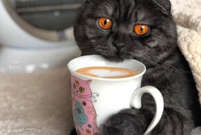 Кошки и кофе