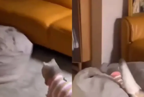 Любимое место кошки в доме