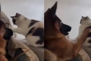 «Сгинь!»: пёс нокаутировал нахальную кошку, мешавшую ему отдыхать