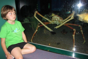 Краб-паук: столетние раки больше человеческого роста почти непобедимы